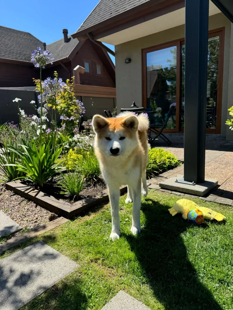 Embarazo con Wäldenstrom, sí es posible Grupo de apoyo en Chile para personas con Macroglobulinemia de Waldenströn, con información oficial de la IWMF y soporte como Socio Global.